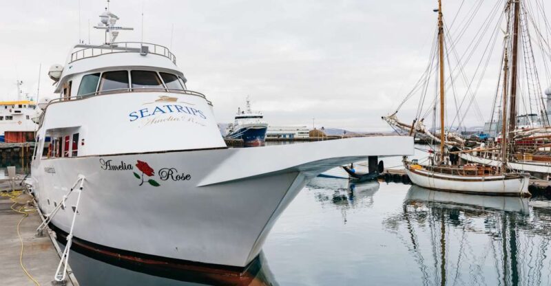 Reykjavík: Whale Watching Cruise on the Amelia Rose Yacht - Highlights of the Cruise Experience