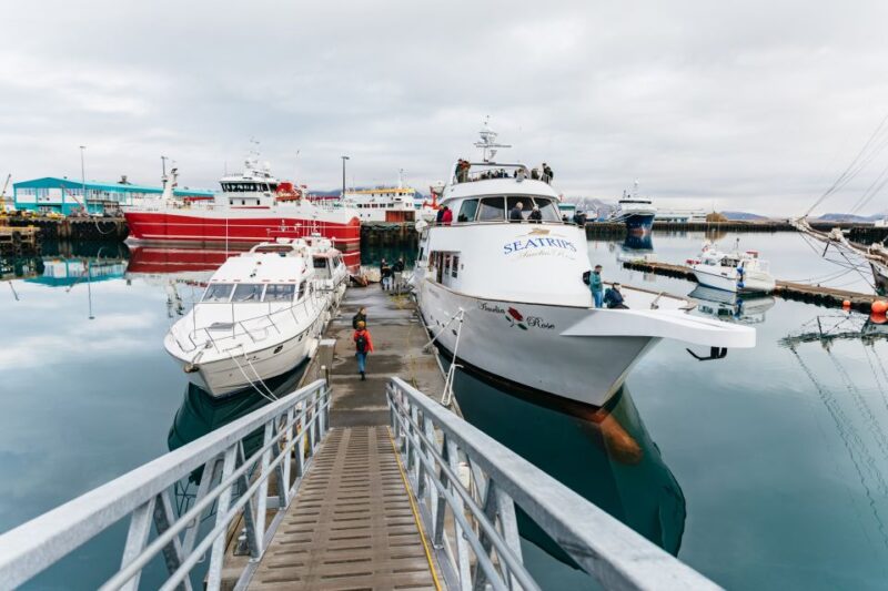 Reykjavík: Whale Watching Cruise on the Amelia Rose Yacht - Important Details to Consider