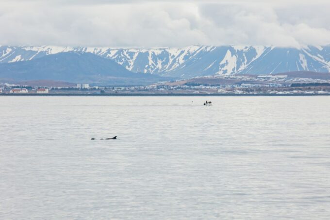 Reykjavík: Whale Watching Cruise on the Amelia Rose Yacht - Duration and Pricing Information