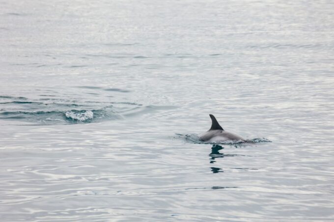 Reykjavík: Whale Watching Cruise on the Amelia Rose Yacht - Best Time for Whale Watching