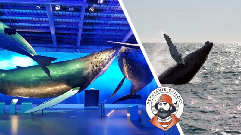 Reykjavik: Whale Watching Excursion & Whale Exhibition - Whale Species Sightings