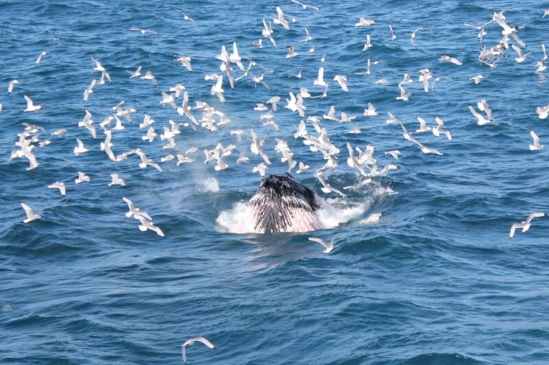 Reykjavik: Whale Watching Excursion & Whale Exhibition - Scenic Icelandic Coastline