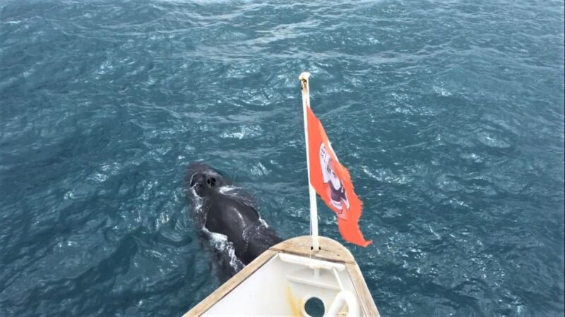 Reykjavik: Whale Watching Excursion & Whale Exhibition - Whales of Iceland Exhibition