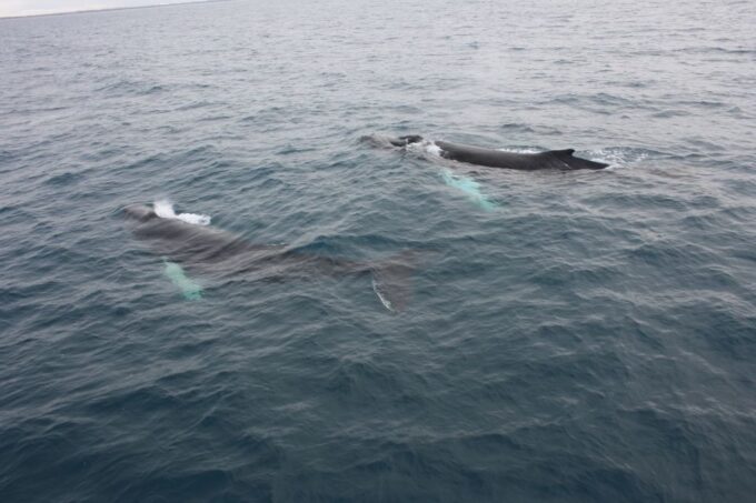 Reykjavik: Whale Watching Excursion & Whale Exhibition - Guided Tour Insights