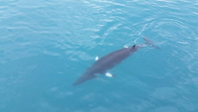 Reykjavik: Whale Watching Excursion & Whale Exhibition - Practical Considerations