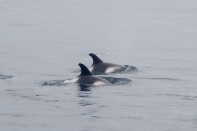 Reykjavik: Whale Watching Excursion & Whale Exhibition - Frequently Asked Questions