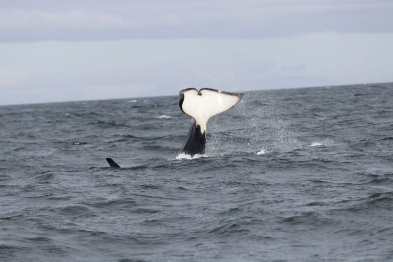 Reykjavik: Whale Watching in Faxaflói Bay & Live Lava Show - Pricing and Cancellation Policy