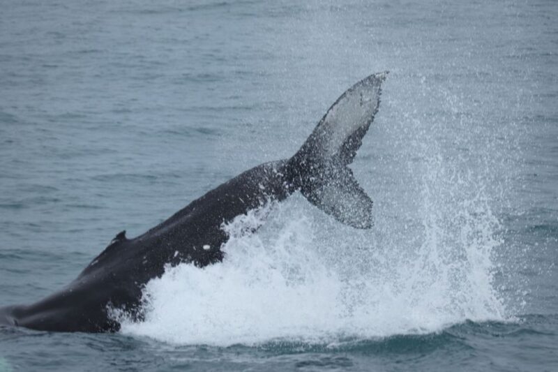 Reykjavik: Whale Watching in Faxaflói Bay & Live Lava Show - Live Lava Show Highlights