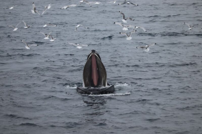 Reykjavik: Whale Watching in Faxaflói Bay & Live Lava Show - Customer Reviews and Ratings