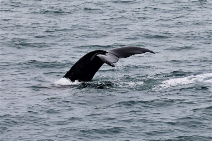 Reykjavik: Whale Watching in Faxaflói Bay & Live Lava Show - Important Reminders and Restrictions