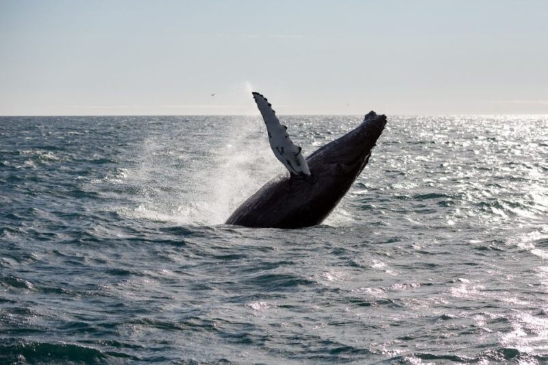 Reykjavik: Whale Watching & Northern Lights Combo Cruise - Break Time Activities