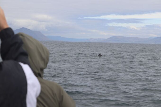 Reykjavik: Whale Watching & Northern Lights Combo Cruise - Included in the Tour