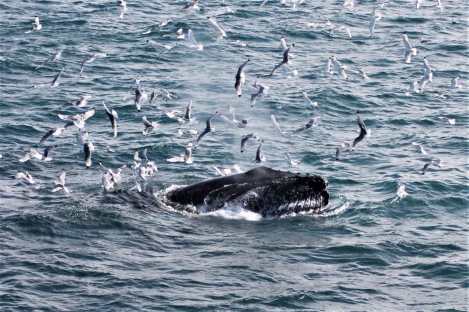 Reykjavik: Whale Watching & Northern Lights Combo Cruise - Customer Feedback