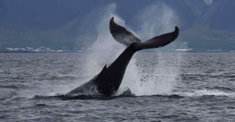 Reykjavik: Whale Watching Tour by Fast Catamaran - Key Points