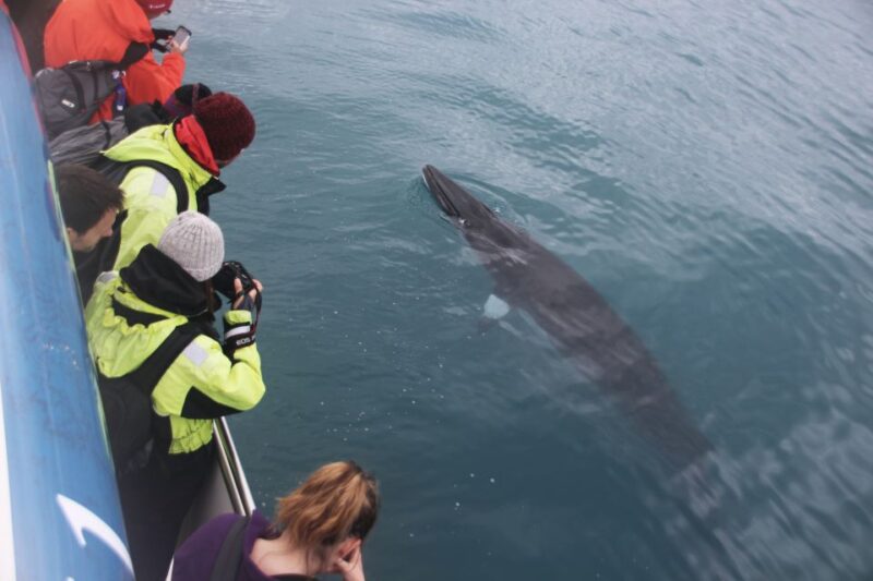 Reykjavik: Whale Watching Tour by Fast Catamaran - Marine Life Sightings