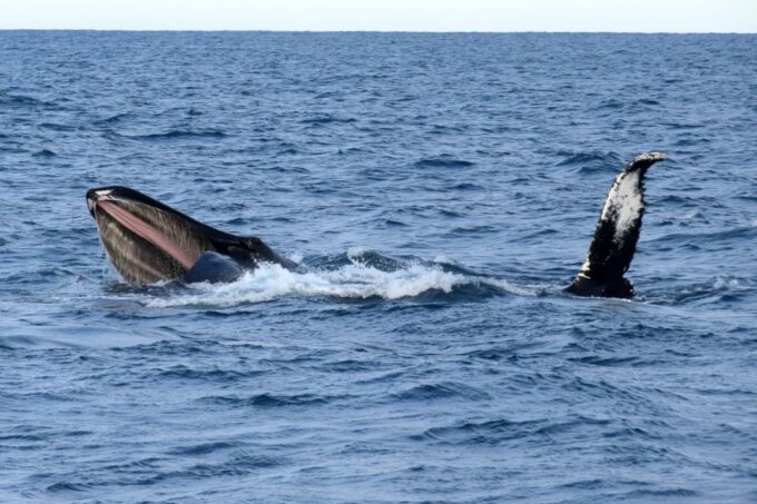 Reykjavik: Whale Watching Tour by Fast Catamaran - Frequently Asked Questions
