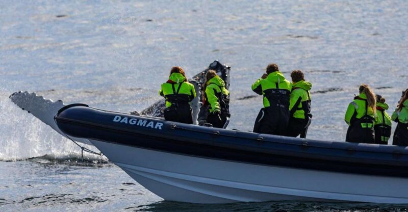 Reykjavik: Whale Watching Tour by RIB Boat - Key Points