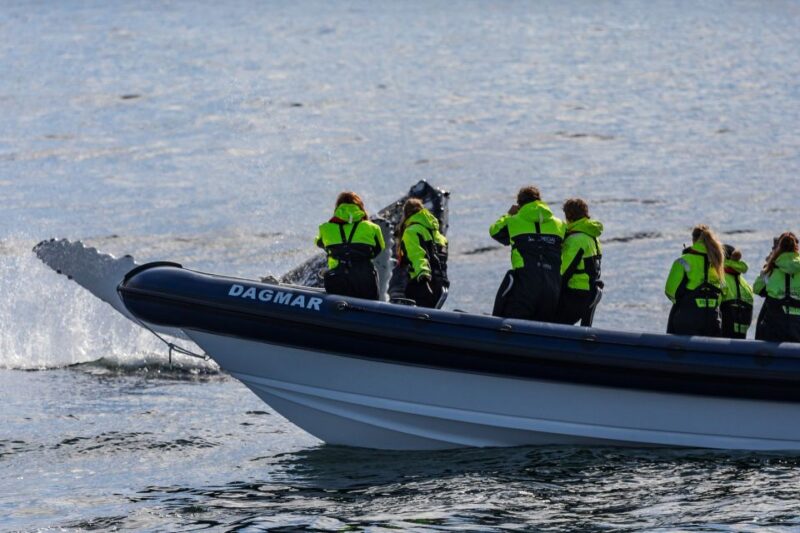 Reykjavik: Whale Watching Tour by RIB Boat - Highlights and Experiences
