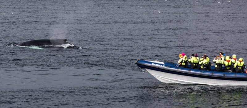 Reykjavik: Whale Watching Tour by RIB Boat - Safety and Precautions