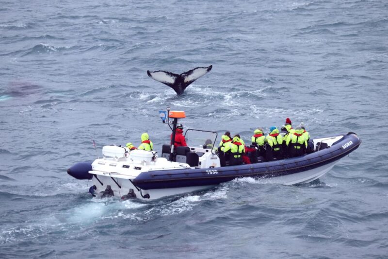 Reykjavik: Whale Watching Tour by RIB Boat - Meeting Location and Accessibility