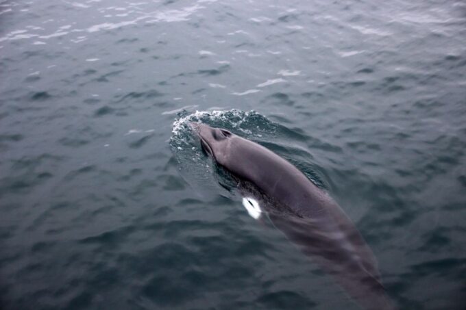 Reykjavik: Whale Watching Tour by RIB Boat - Customer Reviews and Ratings