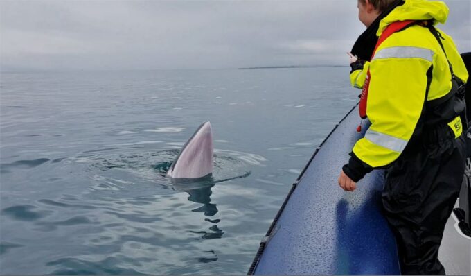 Reykjavik: Whale Watching Tour by RIB Boat - Tour Booking and Cancellation