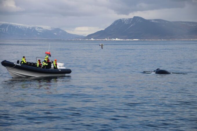 Reykjavik: Whale Watching Tour by RIB Boat - Frequently Asked Questions