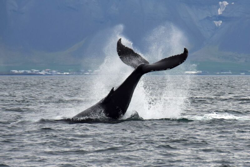 Reykjavik: Whale Watching Tour - Whale Watching Experience