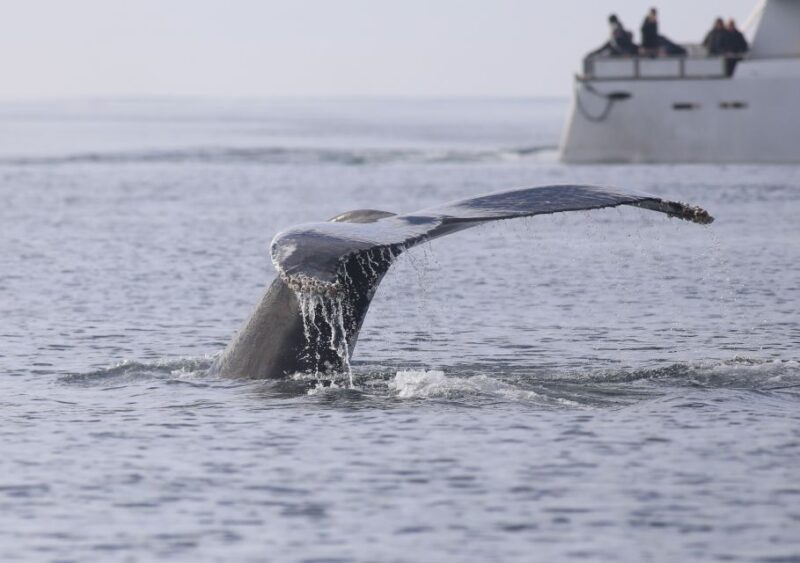 Reykjavik: Whale Watching Tour - Wildlife Sightings and Policies