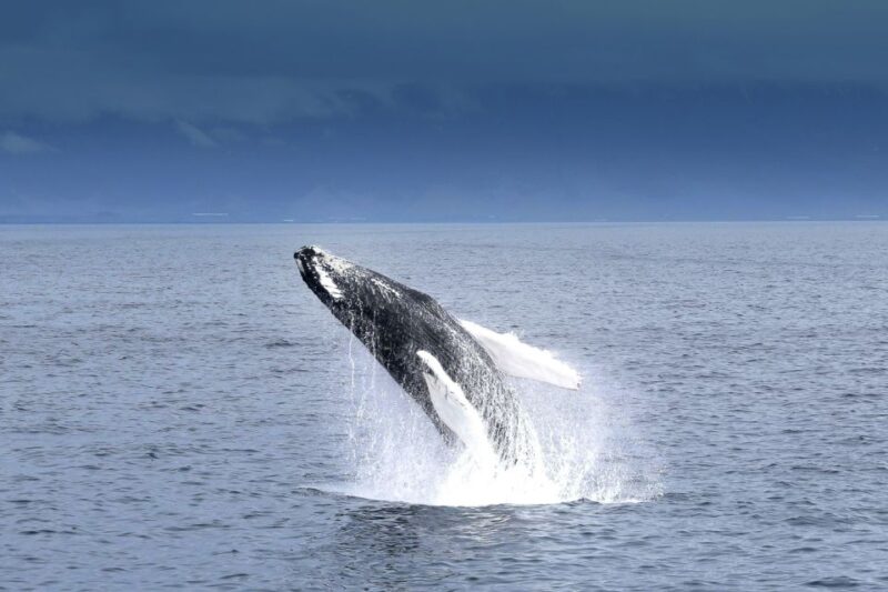 Reykjavik: Whale Watching Tour - Customer Feedback and Ratings