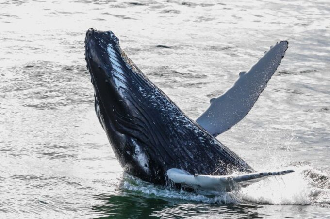 Reykjavik: Whale Watching Tour - Tour Duration and Availability