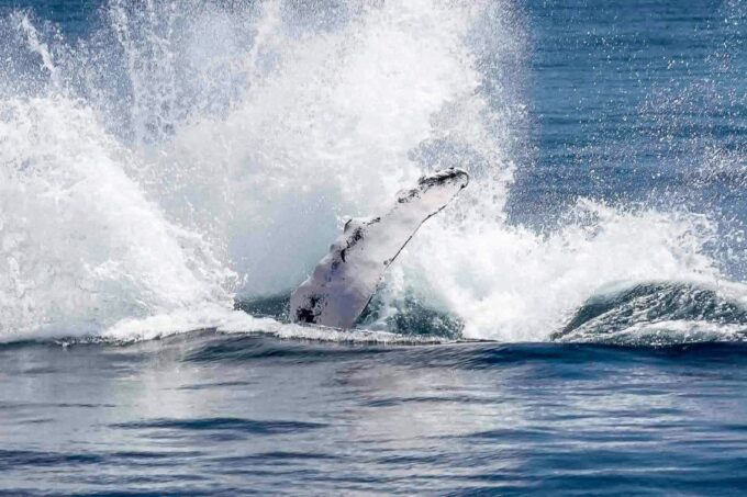 Reykjavik: Whale Watching Tour - Onboard Amenities and Activities