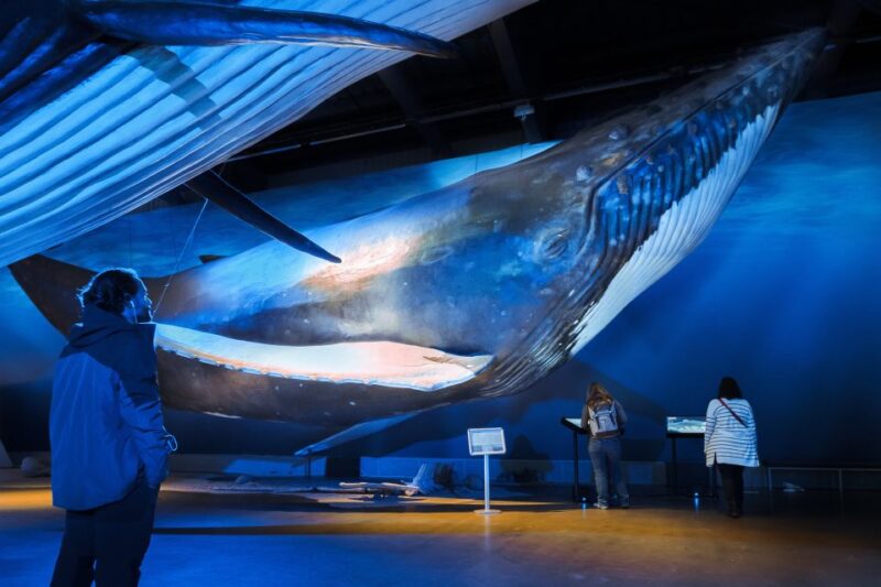 Reykjavik: Whale Watching Tour, Whales of Iceland Exhibition - Tour Pricing