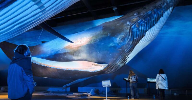 Reykjavik: Whale Watching Tour, Whales of Iceland Exhibition - Experience Highlights