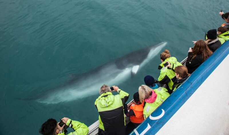 Reykjavik: Whale Watching Tour, Whales of Iceland Exhibition - Customer Reviews