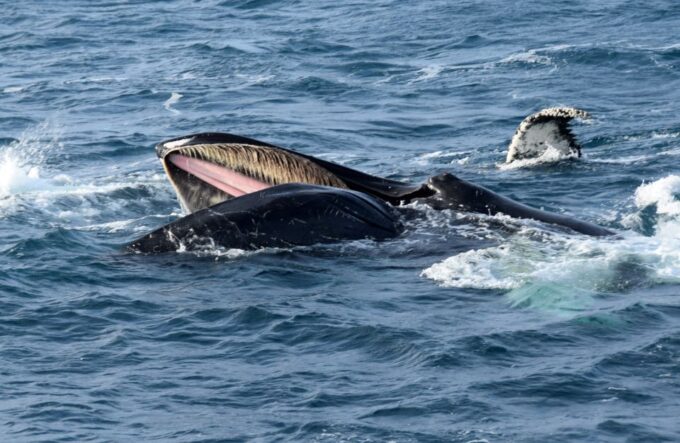Reykjavik: Whale Watching Tour, Whales of Iceland Exhibition - Customer Ratings