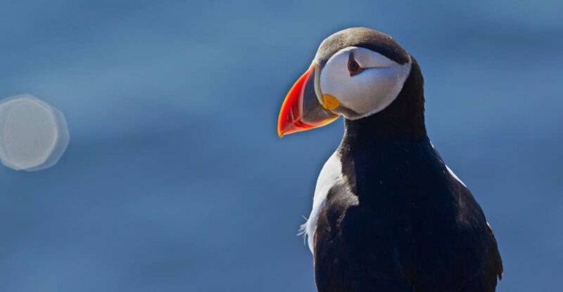 Reykjavik: Whales and Puffins Cruise Combo Tour - Key Points