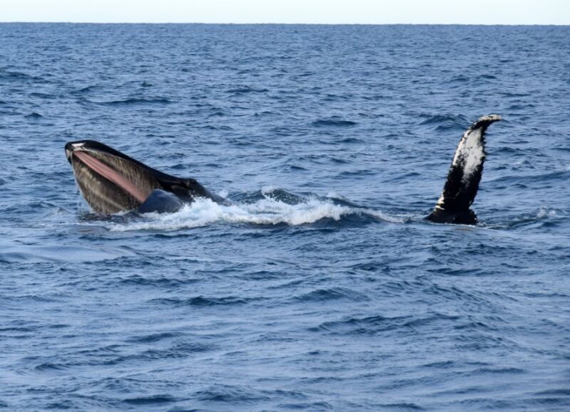 Reykjavik: Whales and Puffins Cruise Combo Tour - Tour Details and Highlights