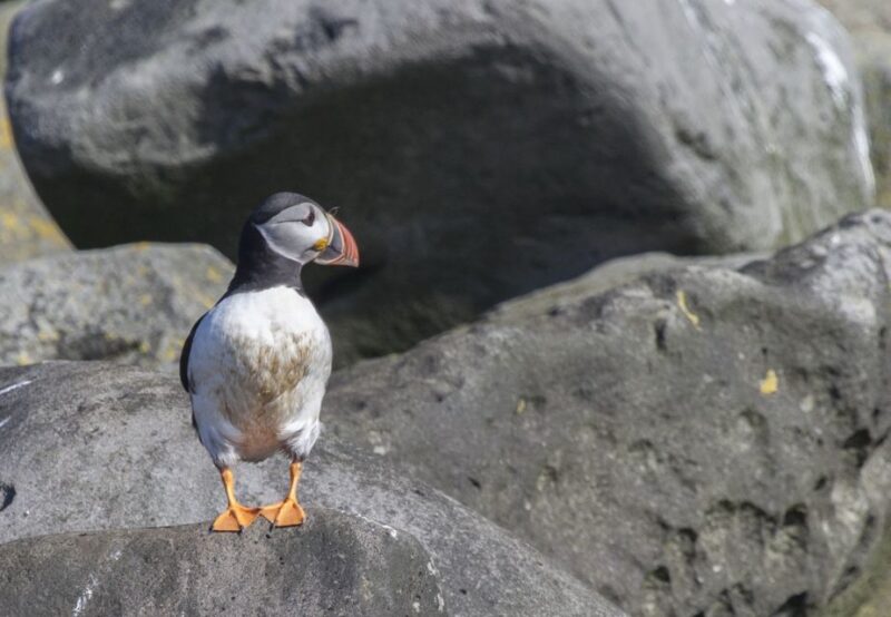 Reykjavik: Whales and Puffins Cruise Combo Tour - Tour Schedules and Options