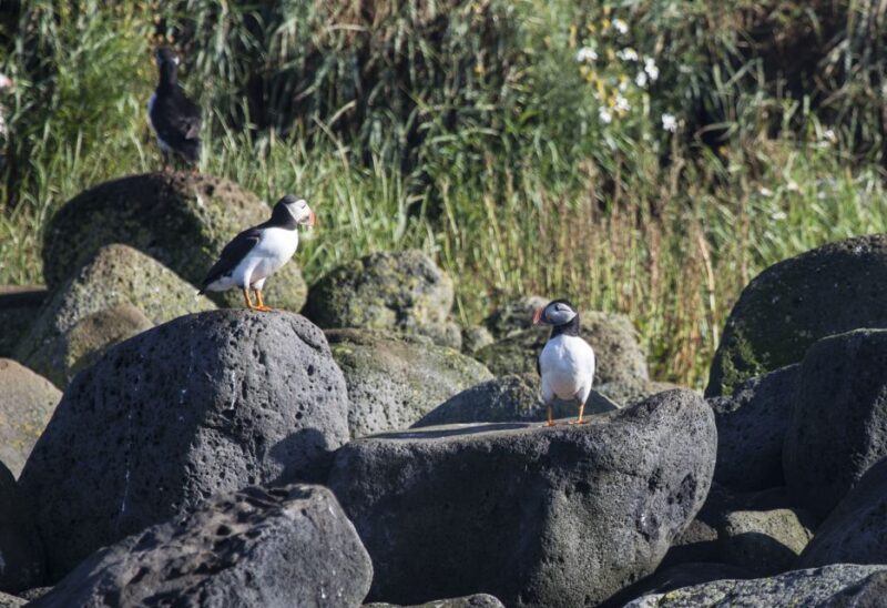 Reykjavik: Whales and Puffins Cruise Combo Tour - Meeting Point and What to Bring