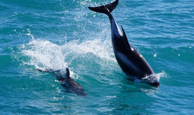 Reykjavik: Whales and Puffins Cruise Combo Tour - Customer Reviews and Feedback