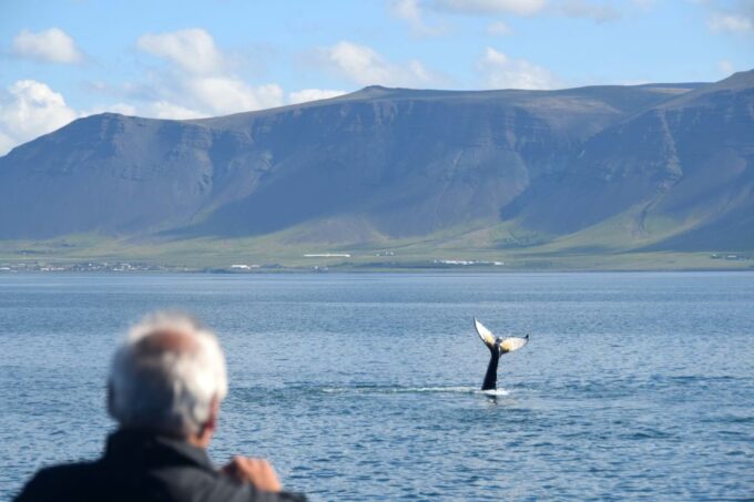 Reykjavik: Whales and Puffins Cruise Combo Tour - Whale Watching Tour