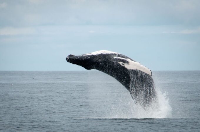 Reykjavik: Whales and Puffins Cruise Combo Tour - Puffin Watching Tour