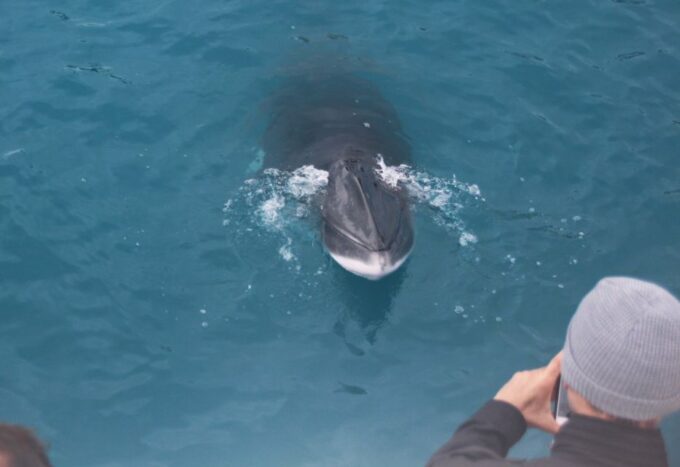 Reykjavik: Whales and Puffins Cruise Combo Tour - Booking and Cancellation Policy