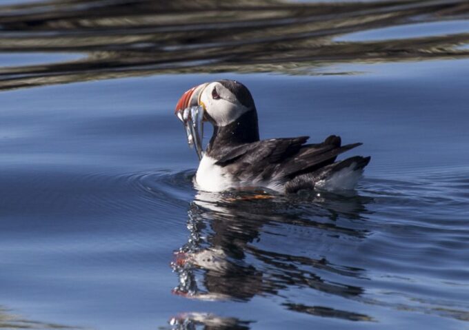 Reykjavik: Whales and Puffins Cruise Combo Tour - Frequently Asked Questions