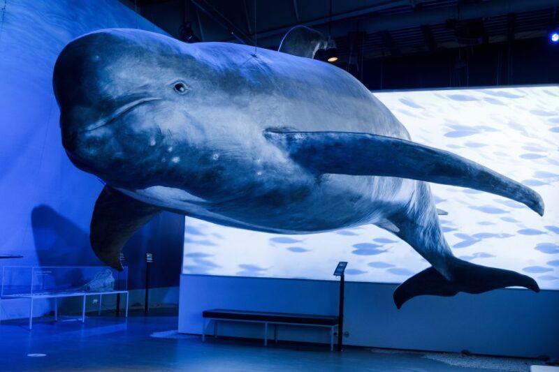 Reykjavik: Whales of Iceland Museum Entrance Ticket - Key Points