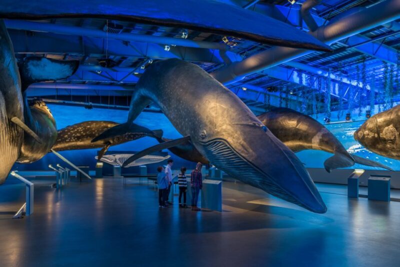 Reykjavik: Whales of Iceland Museum Entrance Ticket - Cancellation and Payment Options