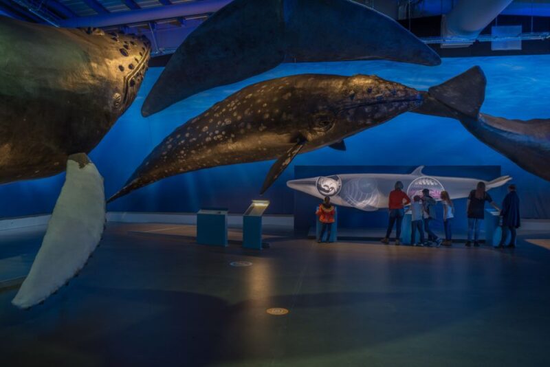 Reykjavik: Whales of Iceland Museum Entrance Ticket - Interactive Displays and Audio Guide