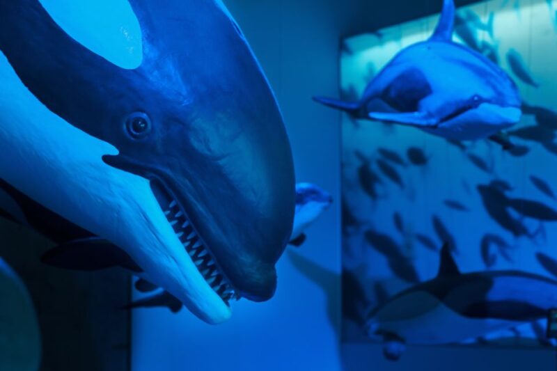 Reykjavik: Whales of Iceland Museum Entrance Ticket - Documentary Screenings and Theatres