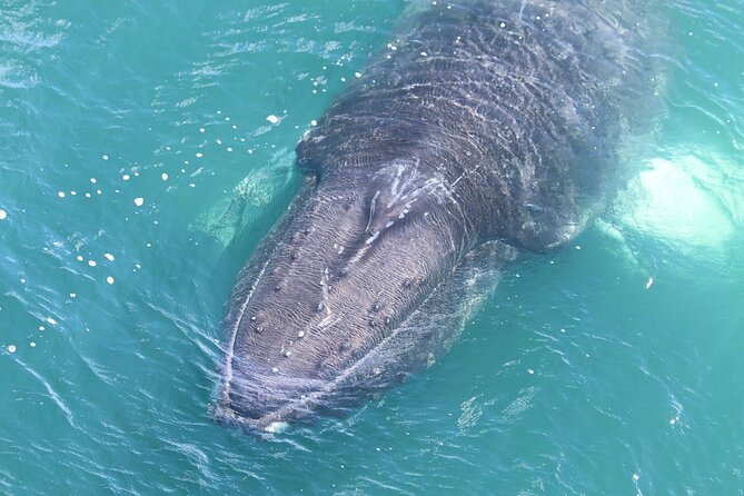Reykjavik Whales & White Water Rafting Adventure - Requirements and Recommendations